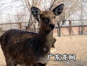 哪种动物没有方向感脑筋急转弯 哪种动物是最没有方向感的