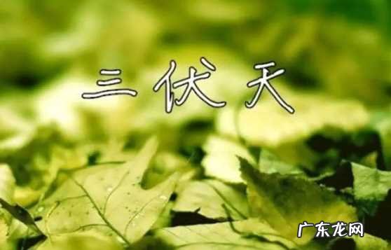 哪个节气开始数伏 2021入伏是什么节气