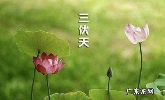 哪个节气开始数伏 2021入伏是什么节气