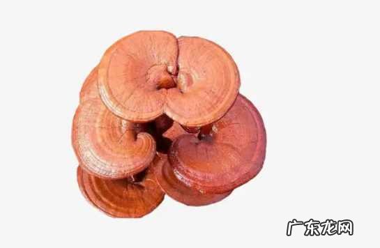 灵芝的吃法及禁忌 灵芝的正确吃法与用量与禁忌表