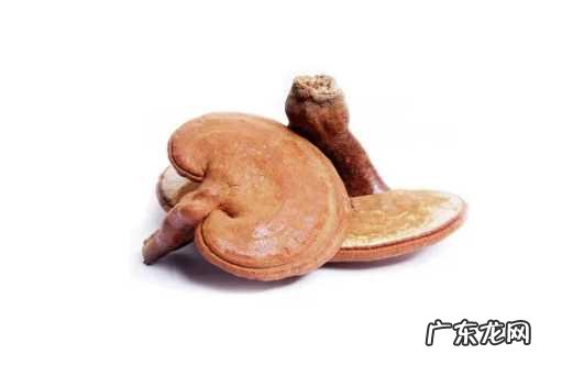 灵芝的吃法及禁忌 灵芝的正确吃法与用量与禁忌表