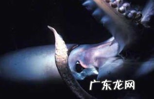 深海巨型乌贼有多大 大王乌贼有多长图片