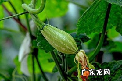 清明前后种瓜点豆影响的非生物因素是 清明前后种瓜点豆告诉我们种瓜种豆的时间应该在