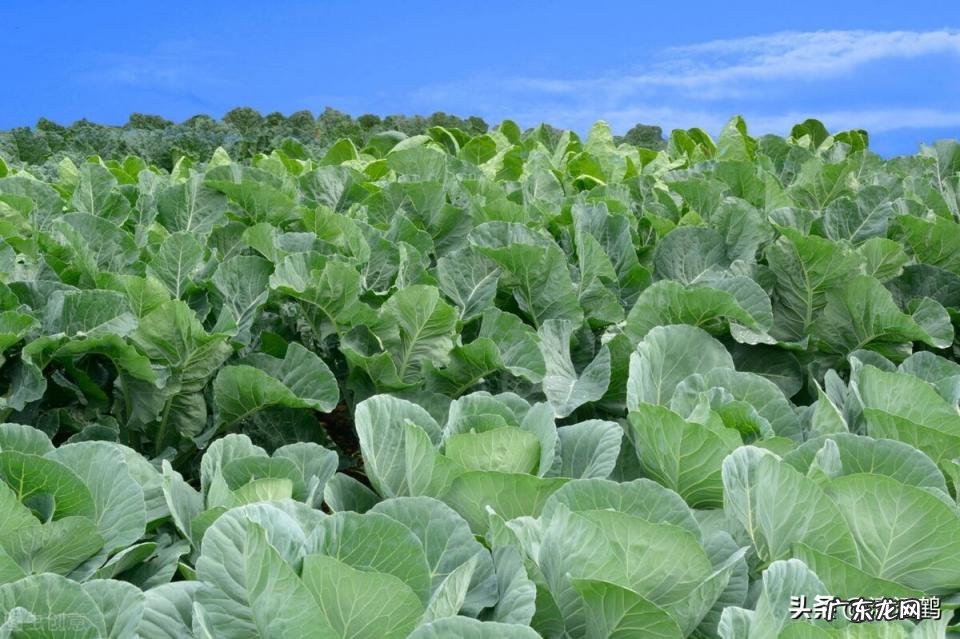 禽用替米考星的作用和主治 替米考星用法用量的副作用