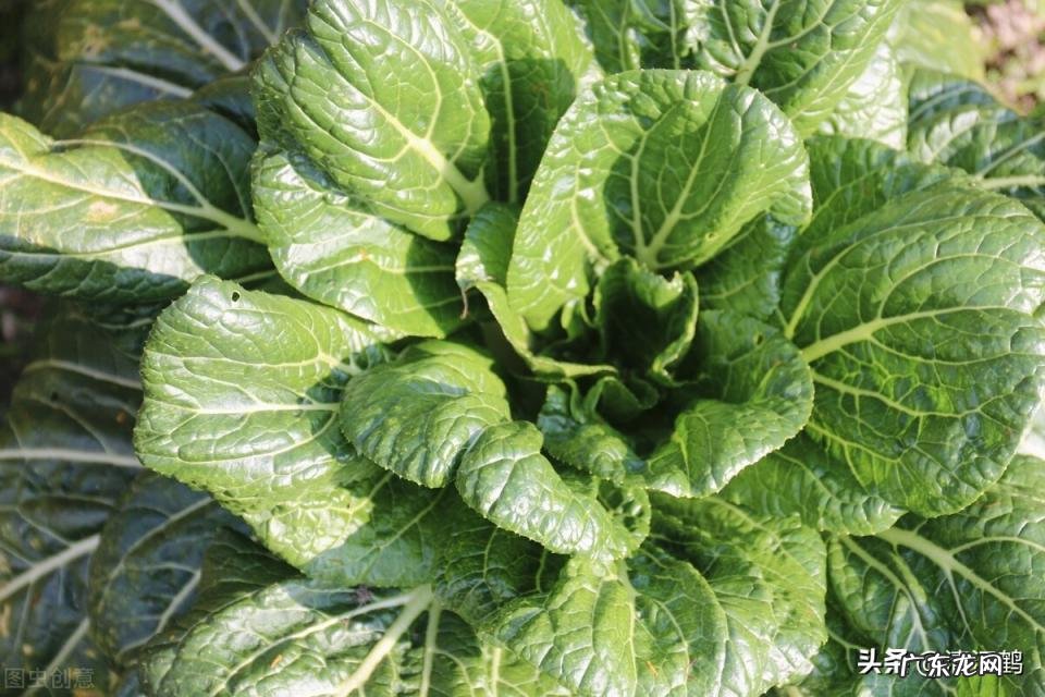 禽用替米考星的作用和主治 替米考星用法用量的副作用