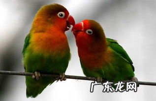 头类牡丹鹦鹉大全 头类牡丹鹦鹉图片及品种介绍