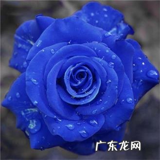 33朵蓝色妖姬代表什么意思 33朵蓝色妖姬代表什么意义