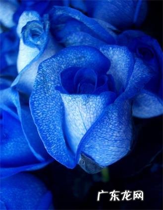 33朵蓝色妖姬代表什么意思 33朵蓝色妖姬代表什么意义