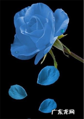 33朵蓝色妖姬代表什么意思 33朵蓝色妖姬代表什么意义