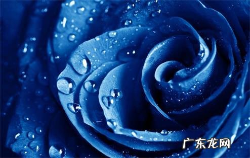 33朵蓝色妖姬代表什么意思 33朵蓝色妖姬代表什么意义