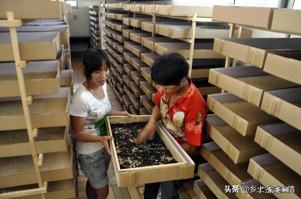 黄粉虫的养殖技术及市场前景 黄粉虫养殖技术与种苗的教学视频