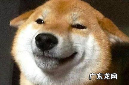 小柴是指什么品种的狗 小柴是指什么品种的狗粮