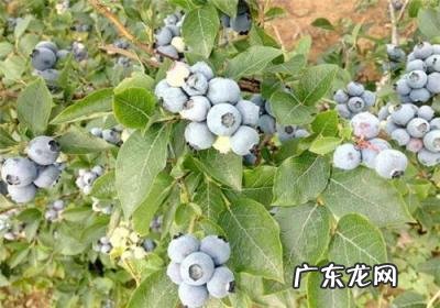 蓝莓是几月开花 蓝莓是几月开花结果