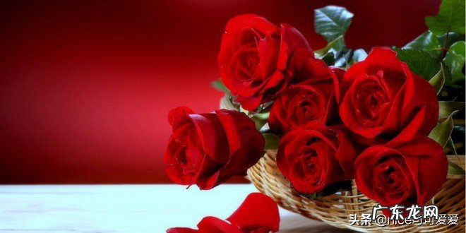 五朵玫瑰代表什么意思?_1