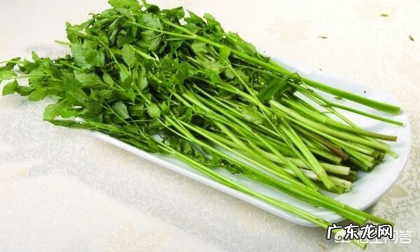 哪些蔬菜适合无土栽培?