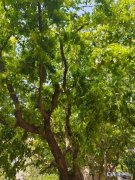 到底什么叫枣树“疯了”？