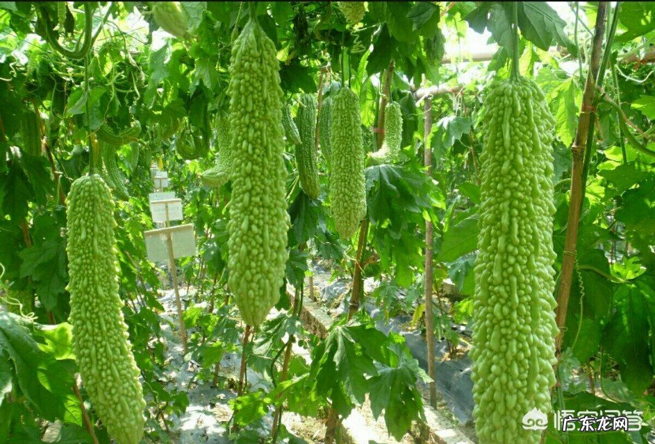 农村种植的苦瓜,它有什么功效与作用?