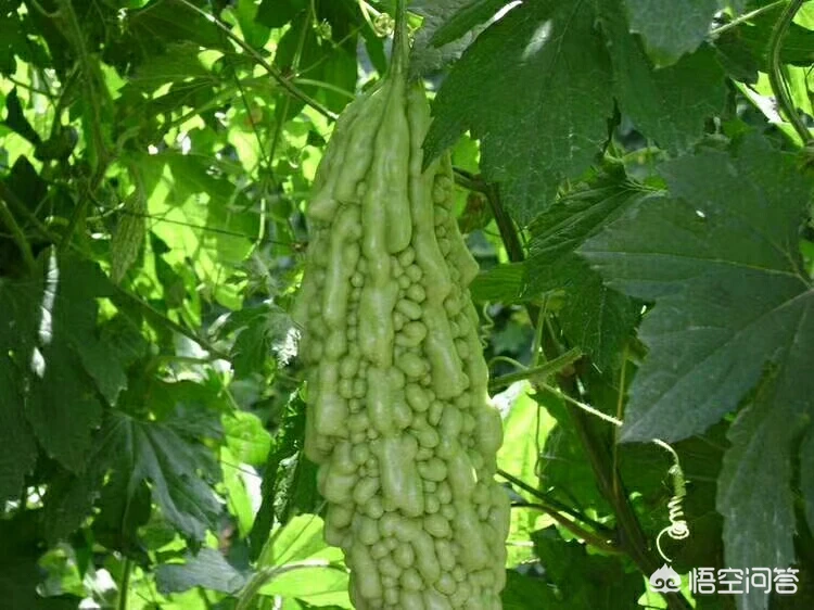 农村种植的苦瓜,它有什么功效与作用?