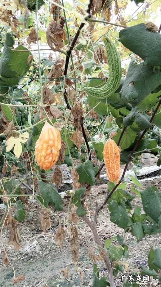 农村种植的苦瓜,它有什么功效与作用?