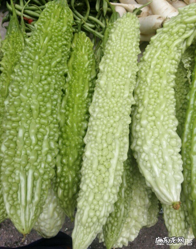 农村种植的苦瓜,它有什么功效与作用?