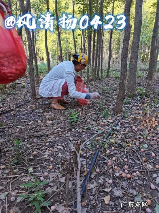 银杏树的特点和外貌描写 介绍银杏树的特点作文