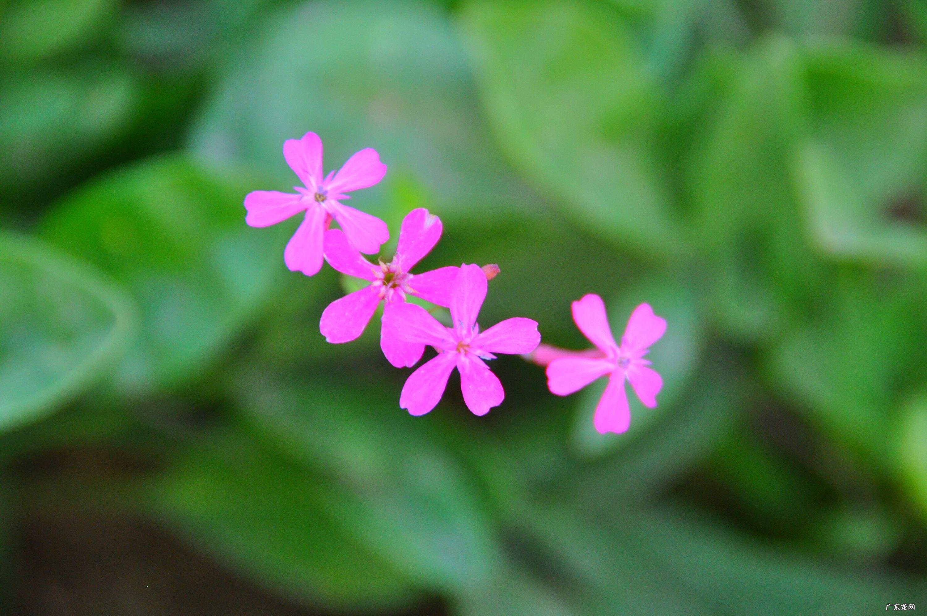 哪些属相的人爱吃独食?-