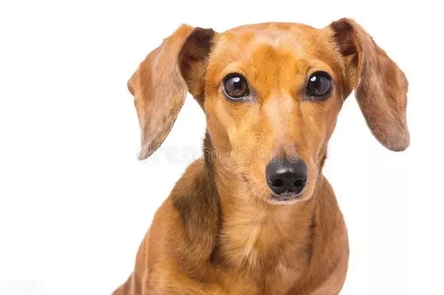 哪些属相的人爱吃独食?-