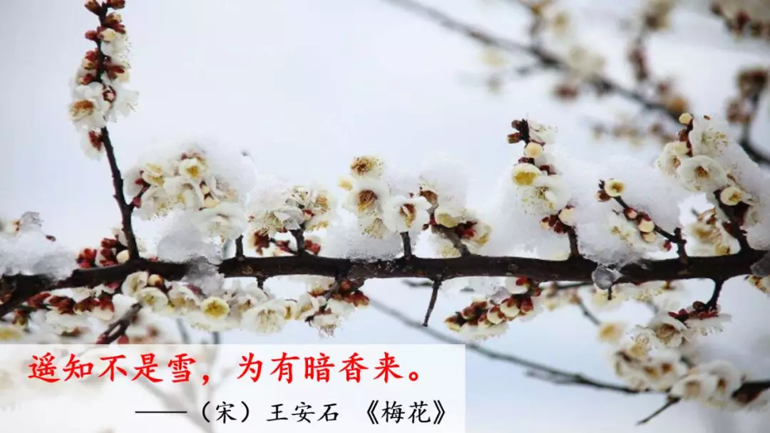 夏的部首是什么怎么读音 夏的部首是什么部首