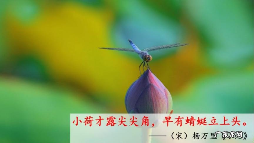 夏的部首是什么怎么读音 夏的部首是什么部首