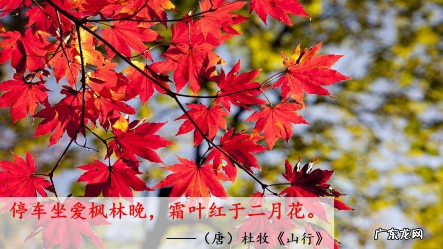 夏的部首是什么怎么读音 夏的部首是什么部首