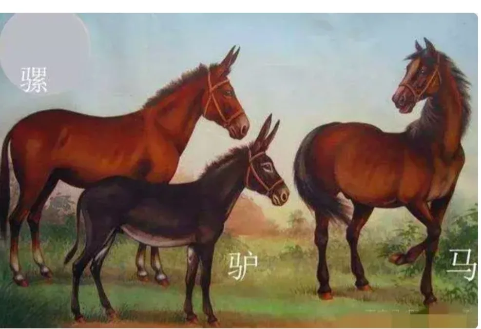 人类给动物杂交到底是好事还是坏事？