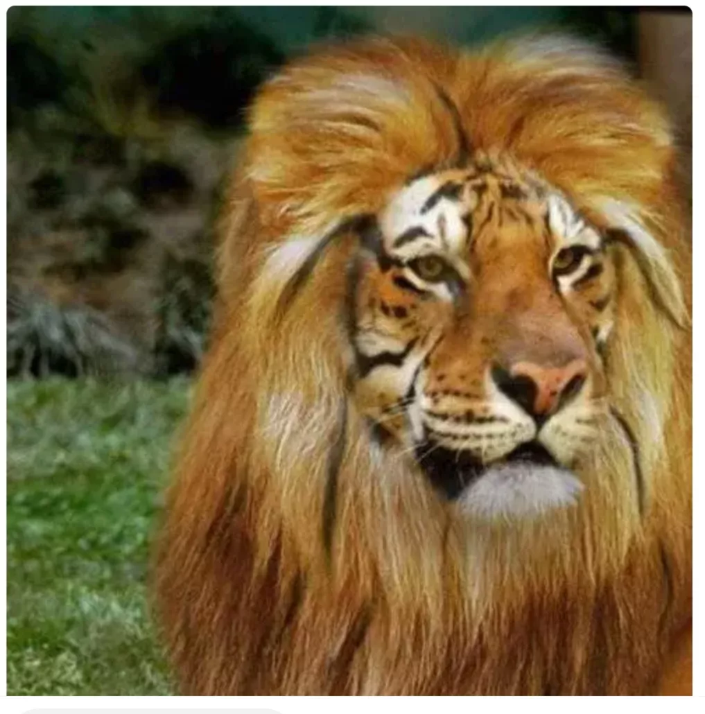 人类给动物杂交到底是好事还是坏事?