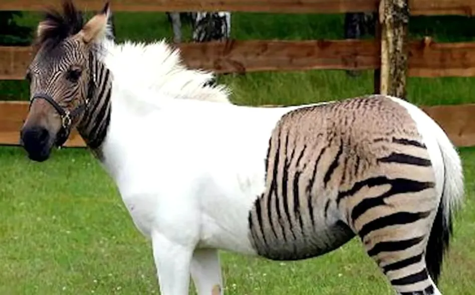 人类给动物杂交到底是好事还是坏事?