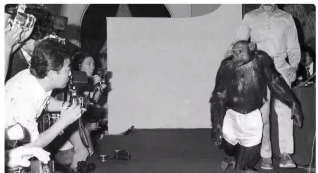 人类给动物杂交到底是好事还是坏事?