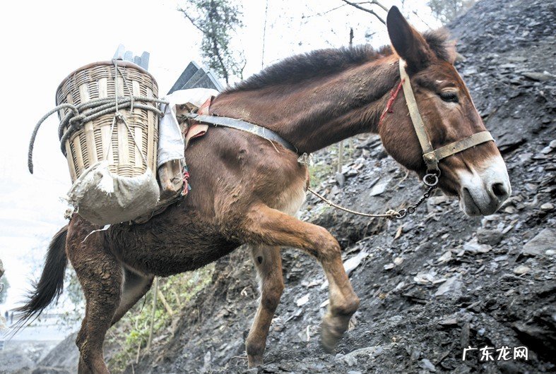 人类给动物杂交到底是好事还是坏事?