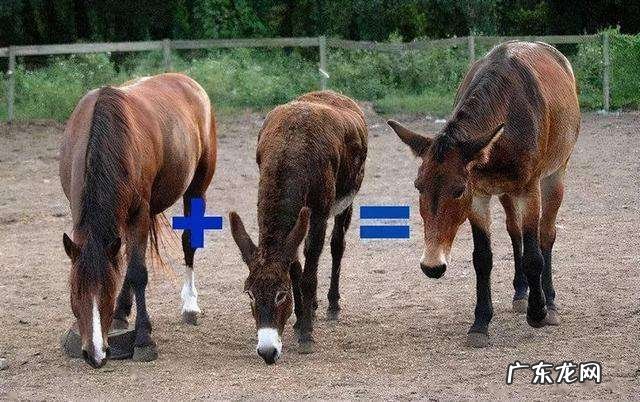 人类给动物杂交到底是好事还是坏事?