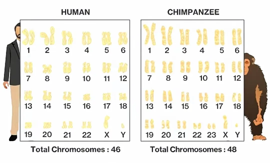 人类给动物杂交到底是好事还是坏事?