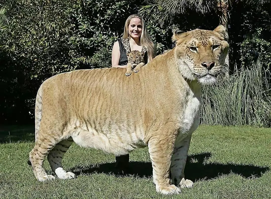 人类给动物杂交到底是好事还是坏事?