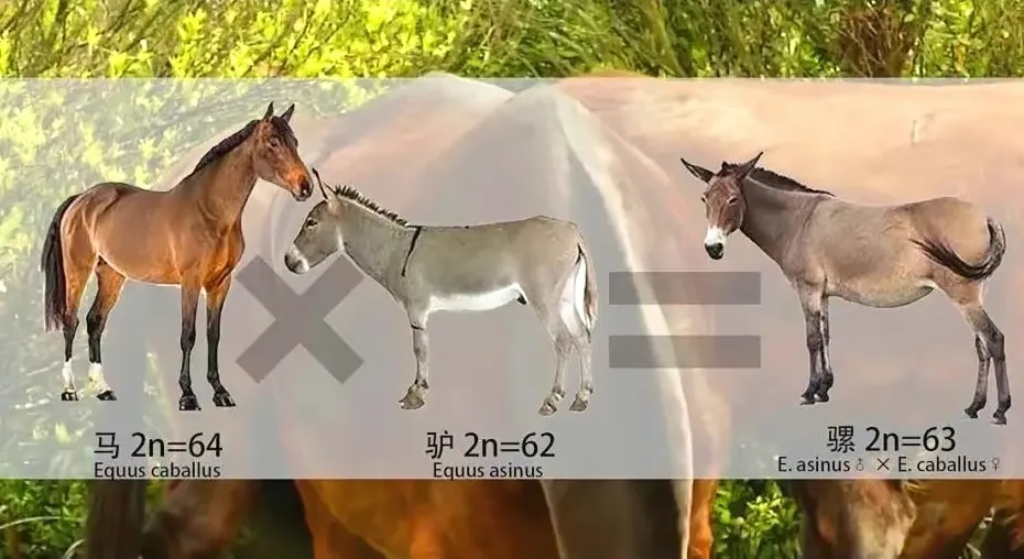 人类给动物杂交到底是好事还是坏事?