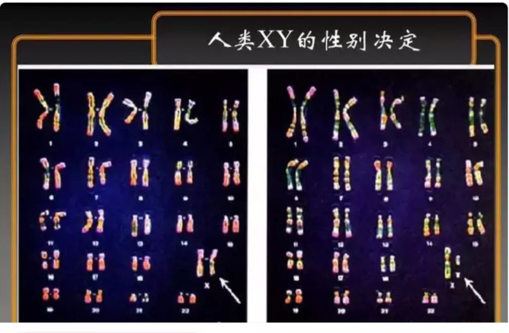 人类给动物杂交到底是好事还是坏事？