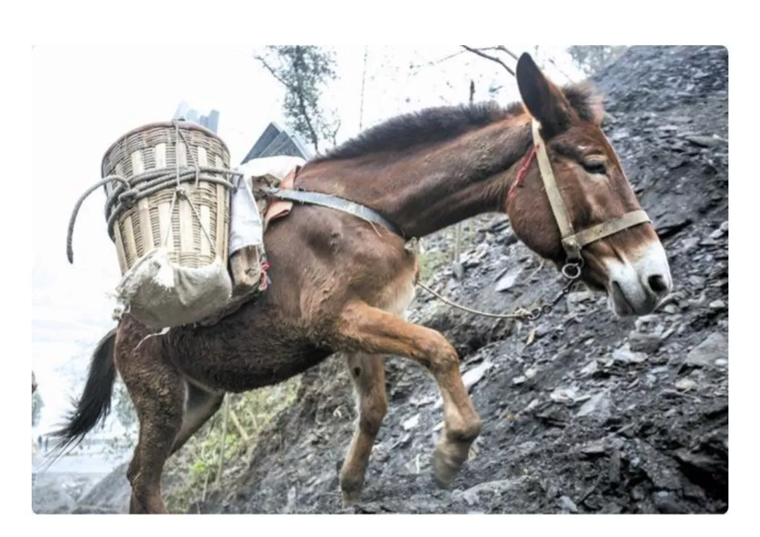 人类给动物杂交到底是好事还是坏事？