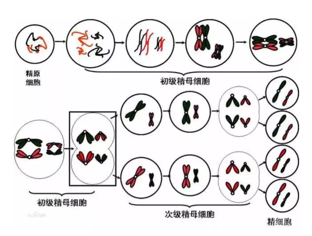 人类给动物杂交到底是好事还是坏事?