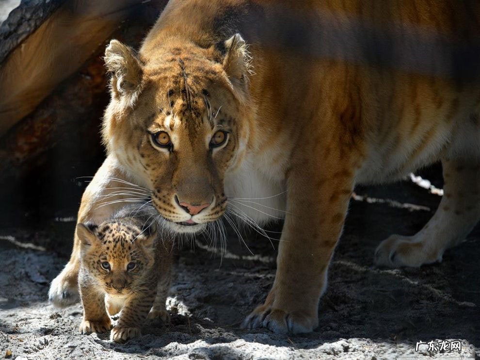 人类给动物杂交到底是好事还是坏事?