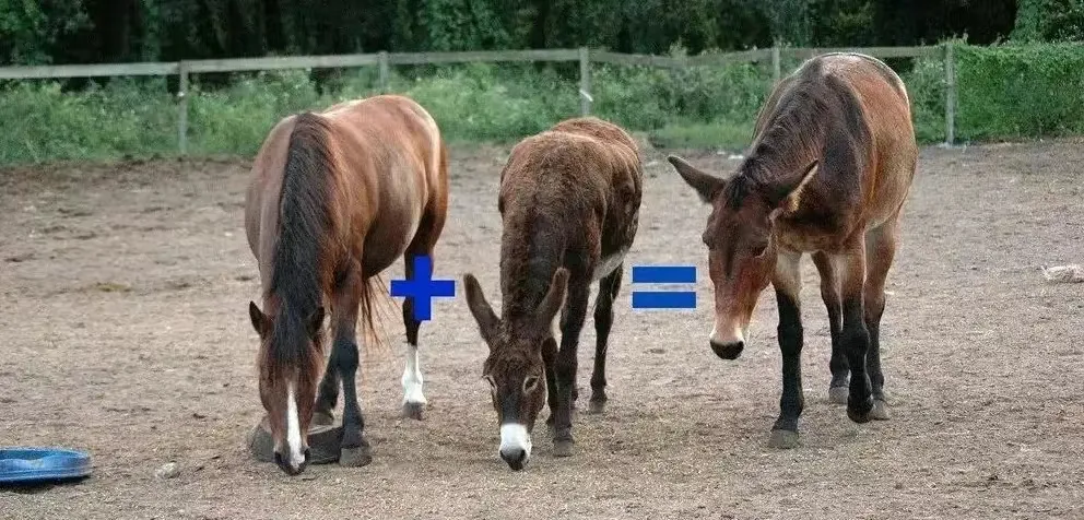 人类给动物杂交到底是好事还是坏事?