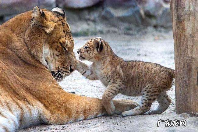 人类给动物杂交到底是好事还是坏事?