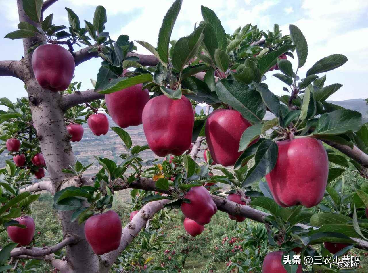 从去年吃不起的苹果!再到今年的苹果滞销!当今苹果为何滞销,果农是否应该继续种植呢?