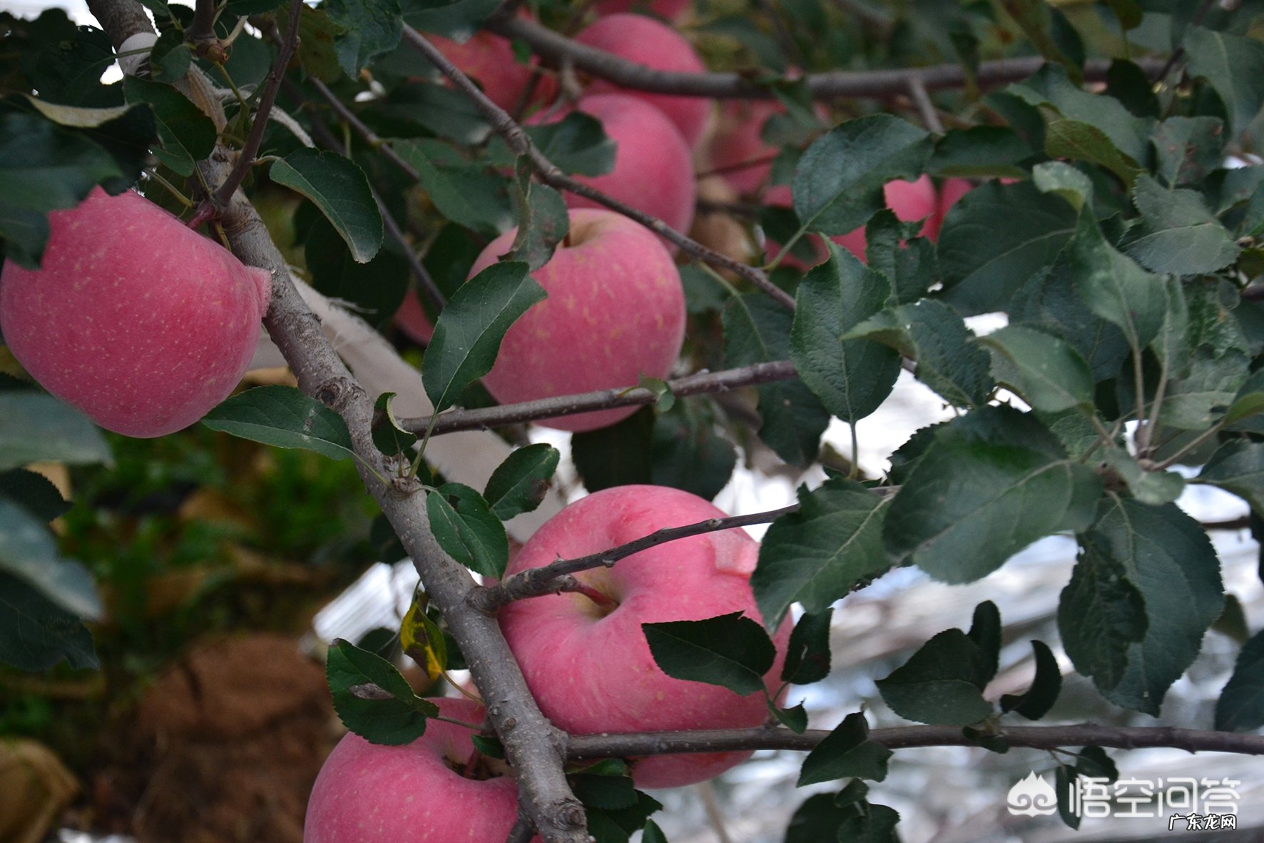 从去年吃不起的苹果!再到今年的苹果滞销!当今苹果为何滞销,果农是否应该继续种植呢?