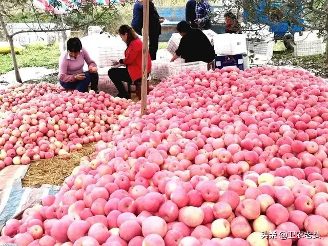 从去年吃不起的苹果！再到今年的苹果滞销！当今苹果为何滞销，果农是否应该继续种植呢？