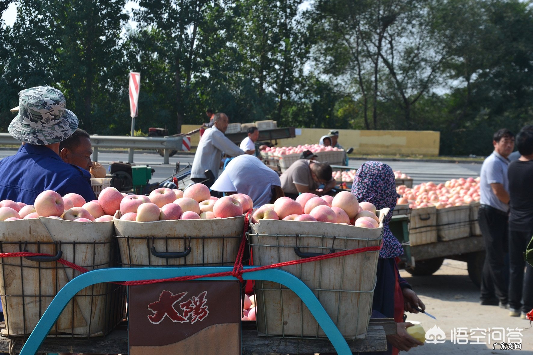 从去年吃不起的苹果!再到今年的苹果滞销!当今苹果为何滞销,果农是否应该继续种植呢?