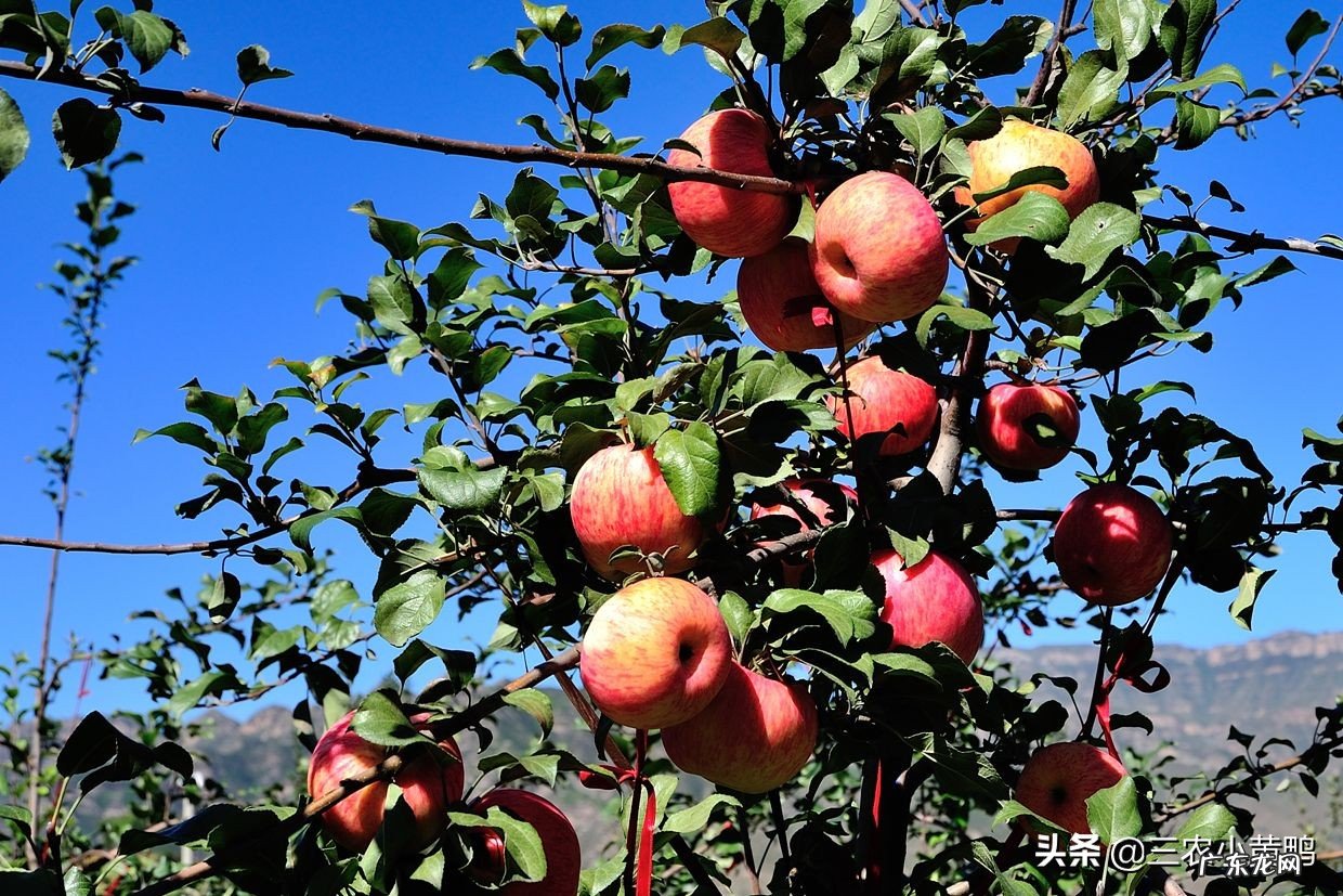 从去年吃不起的苹果!再到今年的苹果滞销!当今苹果为何滞销,果农是否应该继续种植呢?